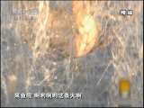 地球密码（周末精编节目） 周末精编节目 2010年 第233期