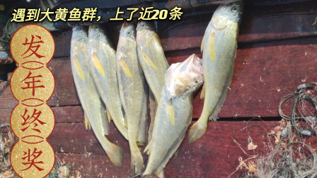 南澳岛赶海日记 渔民出海遇到黄花鱼群，一个网就上了近20条，估计要价值一万多元