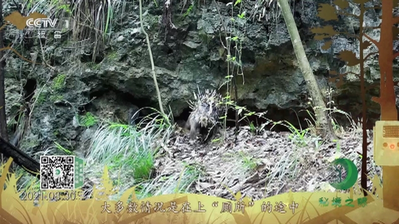 秘境之眼 《秘境之眼》 豪猪 20220728