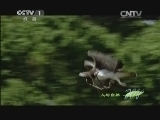 人与自然 《人与自然》 20140108 自然故事：非洲獴的故事（上）