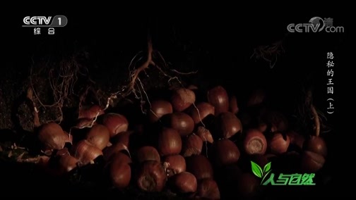 人与自然 《人与自然》 20191107 隐秘的王国（上）