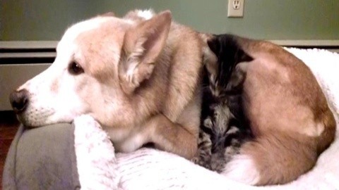 环球奇趣 猫狗大战成往事 相亲相爱正当道