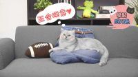 举起爪儿来 牛仔裤秒变猫窝 10