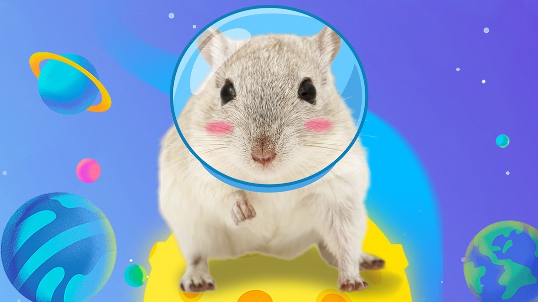 迷你仓鼠闯关记第2季