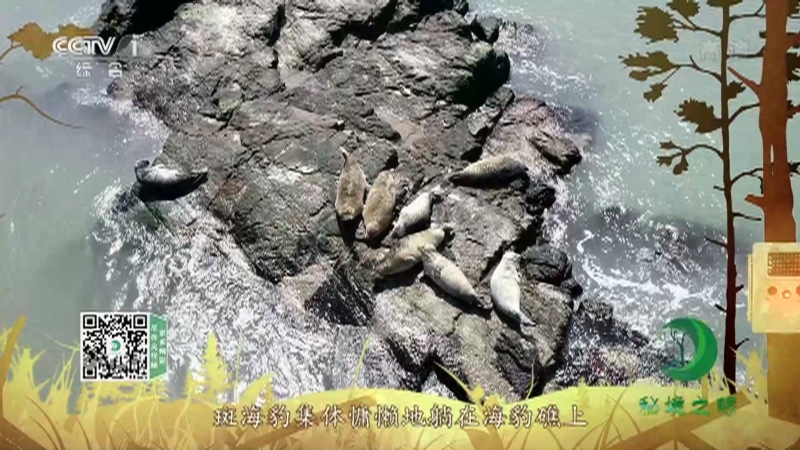 《秘境之眼》 斑海豹 20210608