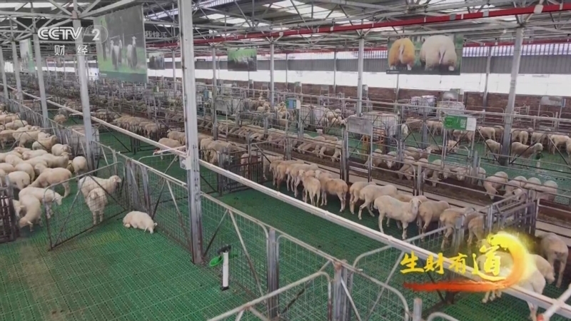 生财有道 《生财有道》 20220805 革命老区行——特色羊产业 共富一方人
