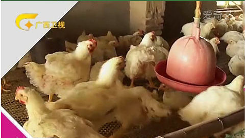 健康生活大调查 健康身边“危鸡四伏”
