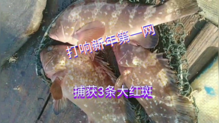 南澳岛赶海日记 大家都在家躲病毒，彪哥却出海捕鱼，运气一来捕到三条值钱大红斑