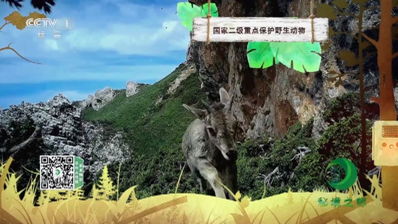 秘境之眼 《秘境之眼》 岩羊 20221026