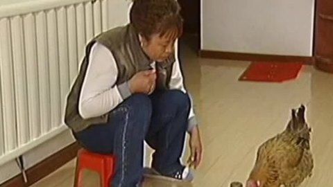 经典传奇 鸡犬不了情