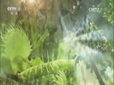 人与自然 《人与自然》 20161224 绝处逢生-漂落荒岛（上）