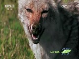 人与自然 《人与自然》 20160304 金豺家族的故事（下）
