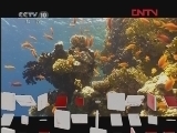 《自然传奇》 20120330 海洋动物的秘密（二）