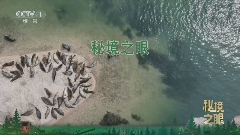 秘境之眼 《秘境之眼》 斑海豹 20260607