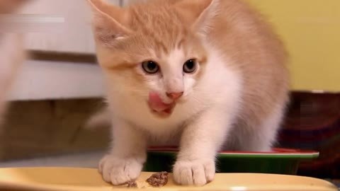 萌宠养成计划 猫宝宝参加狗狗派对
