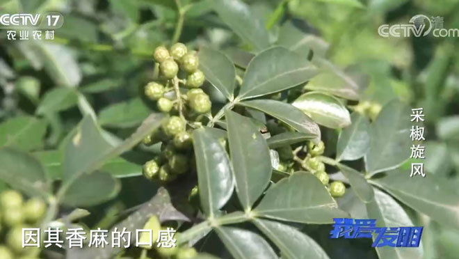 我爱发明 《我爱发明》 20200921 采椒旋风
