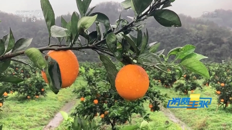 消费主张 《消费主张》 20201125 原产地访价格：柑橘价格为何一降再降？