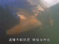 动物大明星 动物大明星 软丝
