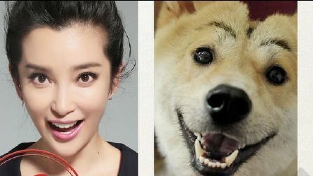 猿创精选 汪星人演技爆棚 神表情撩哭铲屎官 01