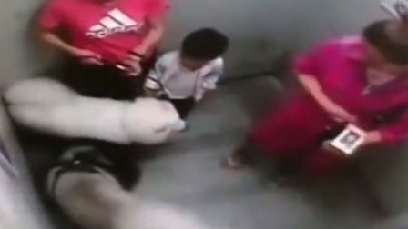 说天下 3岁男童电梯内被狗抓伤 狗主人未牵绳
