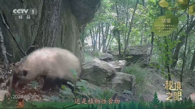 秘境之眼 《秘境之眼》 猪獾 20250424