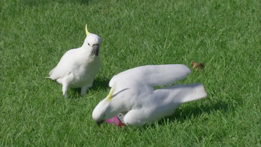 《鹦鹉星球》第1集