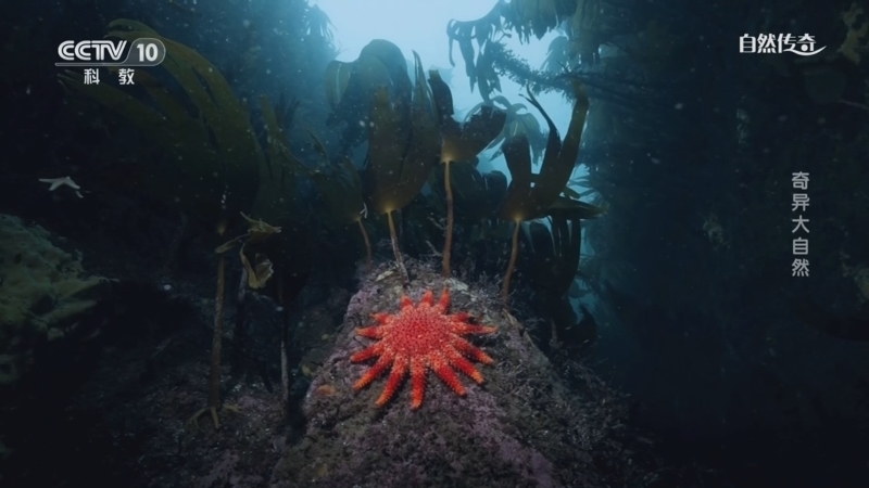 《自然传奇》 20260405 奇异大自然