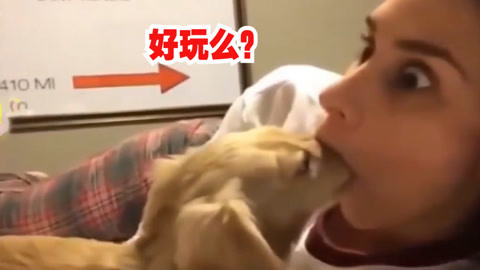 妹子你居然这样玩狗？