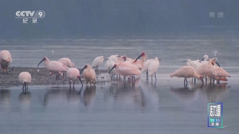 《守望秦岭》 第4集 秦岭朱鹮