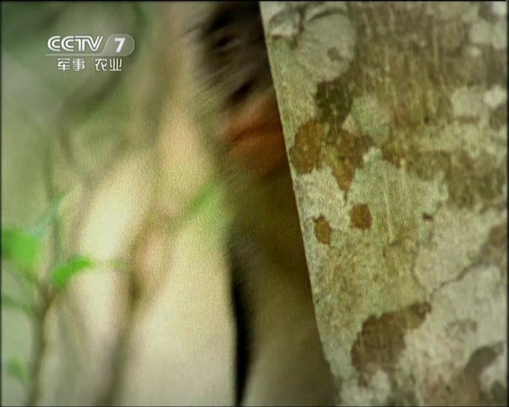 动物世界 《动物世界》 20120517