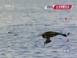动物世界 《动物世界》 20170111 动物的精绝构造