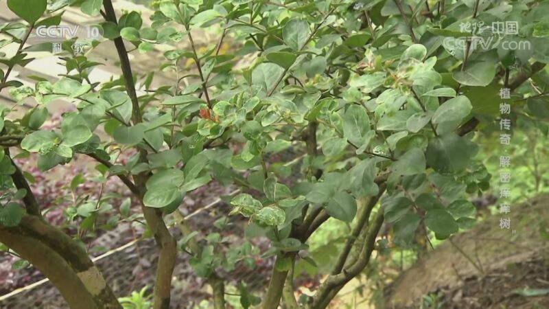 地理中国 《地理·中国》 20200825 植物传奇·解密“痒痒树”