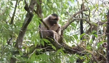 远方的家 《远方的家》 云南无量山国家级自然保护区 猿猴家园无量山 20190301