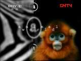 动物世界 《动物世界》 20110821
