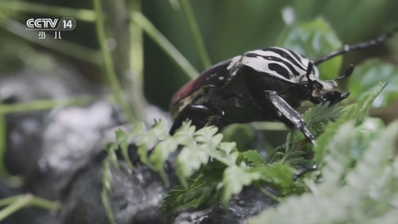 《虫虫世界漫游记》 20240131