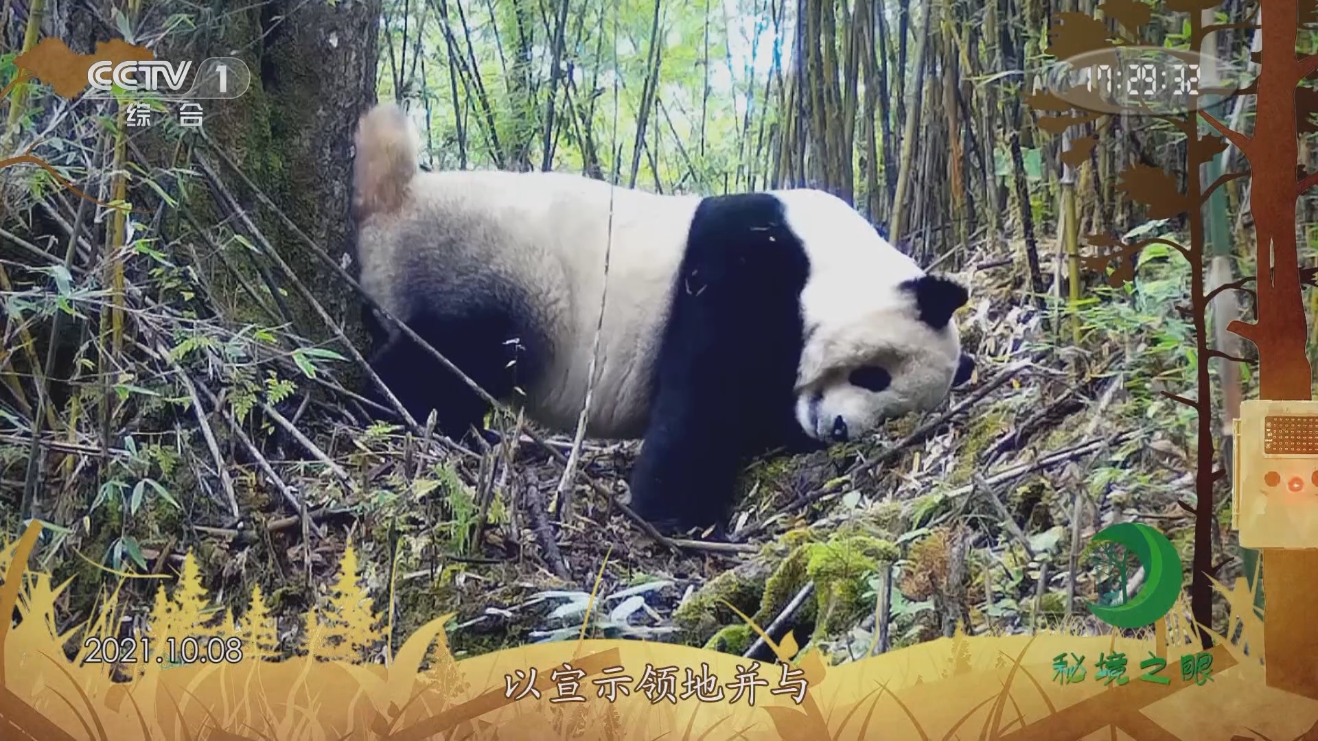 秘境之眼 《秘境之眼》 大熊猫 20231230
