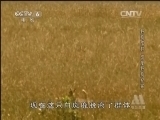 动物世界 《世界纪录电影长廊》 20131218 动物世界：野狗成群 印度野狗纪实