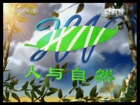 人与自然 《人与自然》 20130417 自然故事 雌狼萨娜特