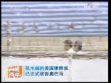 海峡两岸 [视频]陈水扁的美国律师说已正式状告奥巴马