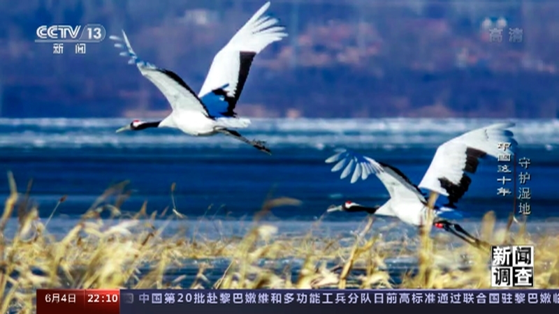 新闻调查 《新闻调查》 20220604 中国这十年 守护湿地