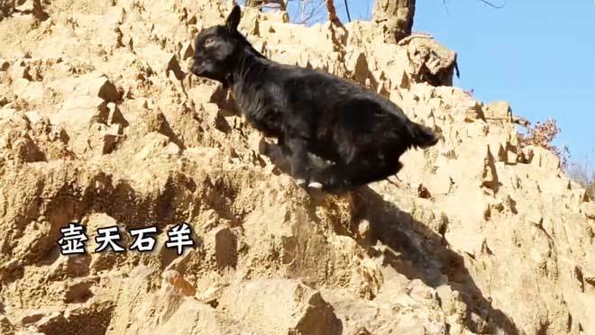 《致富经》 20210308 石壁黑精灵 跳动幸福财