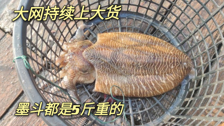 南澳岛赶海日记 彪哥放在外海的大网持续上大货，总共要15条大货上来，连墨斗都要5斤以上