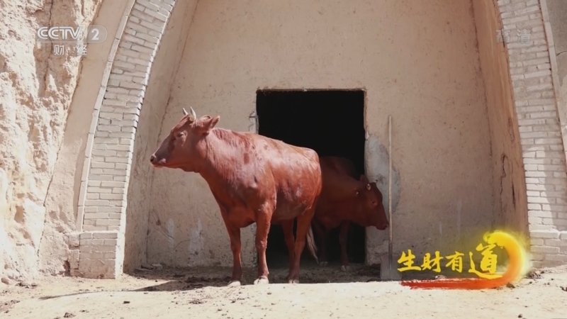生财有道 《生财有道》 20220606 甘肃崇信：黄土地上红牛红