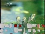 自然传奇 天生杀手之迷你劫杀 自然传奇20110113