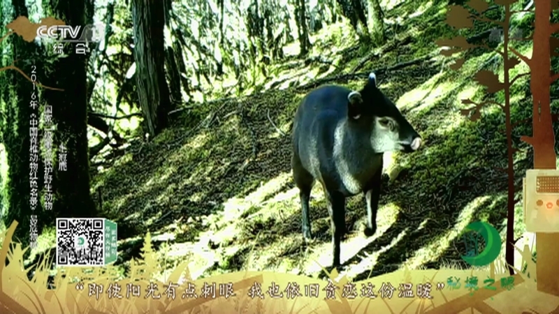 《秘境之眼》 黑颈鹤/毛冠鹿/黑熊/血雉/白马鸡 20210225