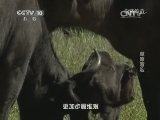 自然传奇 《自然传奇》 20140624 草原冒险