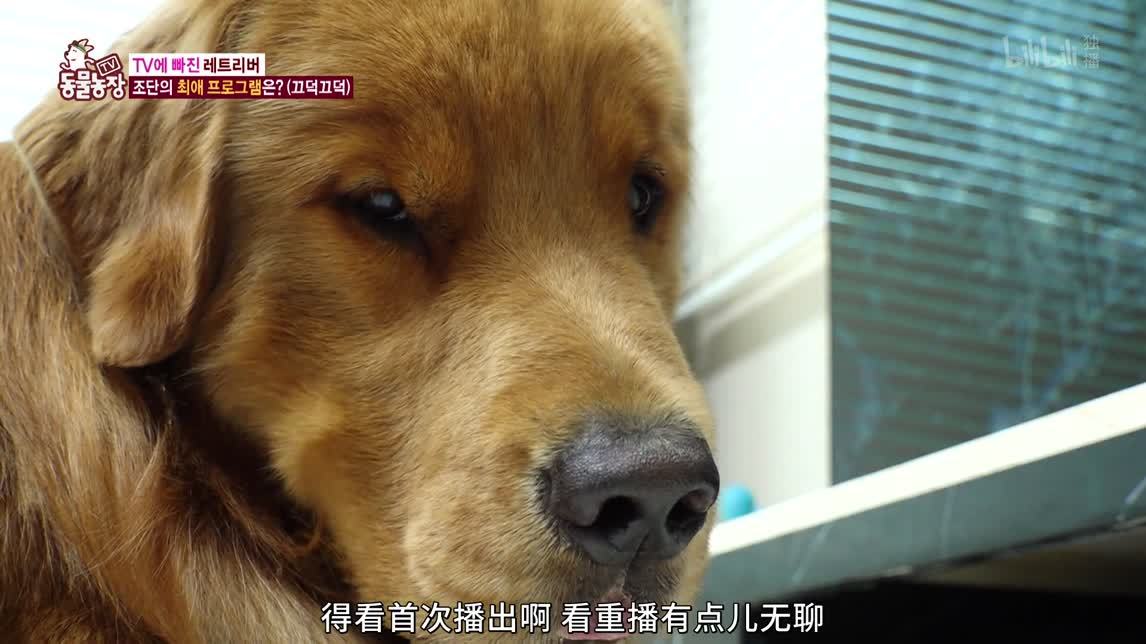 动物农场2020 精力旺盛寻回犬