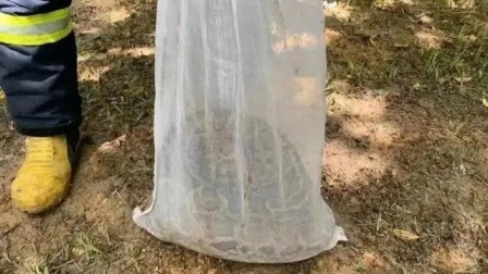 广东一工地发现3米巨蟒！现场曝光