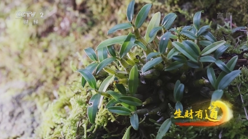 生财有道 《生财有道》 20220906 安徽霍山：一方特产 财富万家