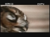 动物世界 《动物世界》 20120606